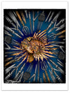 "Lionfish Wanted" Shop by Design